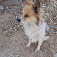 اشپیز روباهی