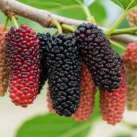 فروش نهال توت سیاه شیرین و درشت در سمنان