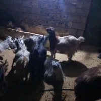 1راسبره1راسبز|حیوانات مزرعه|دهدشت, |دیوار