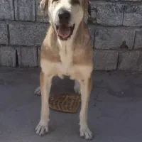 سگ پژدر اصیل