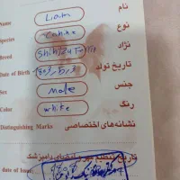 سگ (پت) نر و ماده شیتزو تریرفروش هم تکی هم باهم|سگ|آمل, |دیوار