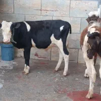 س عدد گوساله نره