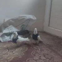 طوقی نرماده