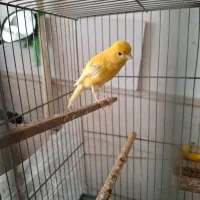 دوتا نر و یک ماده قناری