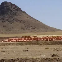 خریدار کاه دیم کمباین تناژ بالا|خدمات باغبانی و درختکاری|قروه, |دیوار