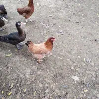 غاز محلی ، اردک اسرائیلی، مرغ و خروس محلی|حیوانات مزرعه|شاندرمن, |دیوار