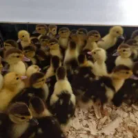 فروش تخم نطفه دار مرغ محلی، جوجه غاز ، اردک روسی|حیوانات مزرعه|شیراز, کاراندیش|دیوار