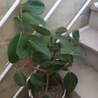 گل فیکوس  سرحال وشادابی آپارتمان