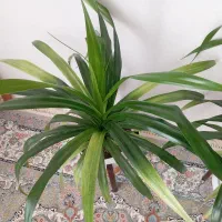 فروش گل پاندانوس|گل و گیاه طبیعی|تربتحیدریه, آغوی|دیوار