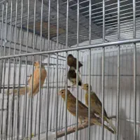 جوجه قناری