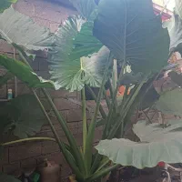 گل  بابا آدم