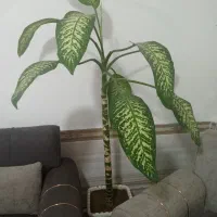 گل دیفن سرحال بزرگ