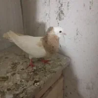 کفترخوشتیپ