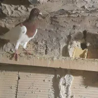 پلاکی نروماده|پرنده|بابا حیدر, |دیوار