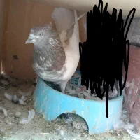 کله ای ،شامی گوک ،کبوتر|پرنده|بم, |دیوار