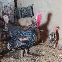بقلمون نر وماده