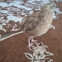 بلدرچین نر
