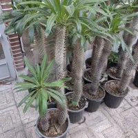 نخل و کاکتوس ماداگاسکار سایز بزرگ و افوربیا قرمز