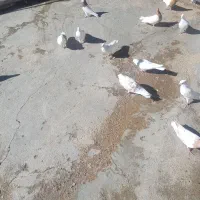 با سلام چندجوفت شونی دوم سفید کلی ودومی|پرنده|اشترینان, |دیوار