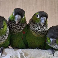 طوطی کانور بلک کاپ(بلک کپ)