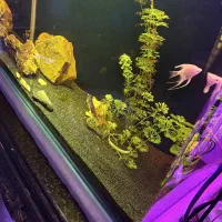 آکواریوم شیشه خم پلنت|ماهی|شهریار, شهریار|دیوار