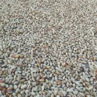 پسته دهن بست و زردو به مقدارکم