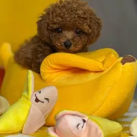 پودل توی عروسک زنده قهوه ای رد نسکافه ایی۶۵ ر‌وزه|سگ|تهران, آسمان|دیوار