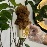 سگ توله پودل تاینی پودل دارک رد ۸۰ روز