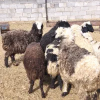 فروش میش بره دار بره کلر|حیوانات مزرعه|ارسنجان, |دیوار