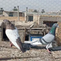 کبوتر|پرنده|جهرم, |دیوار