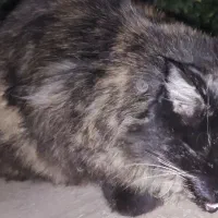 گربه پیدا شده