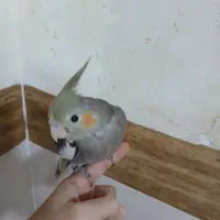 عروس هلندی با قفس