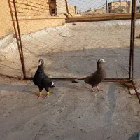 کفتر.کبوتر.|پرنده|شیراز, عادل آباد|دیوار