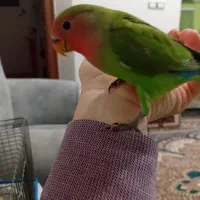 طوطی برزیلی