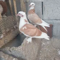 کفتر شازده درجایی