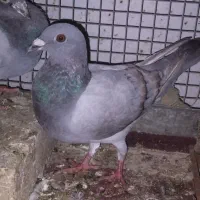 ماده|پرنده|جهرم, |دیوار