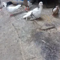 کبوتر