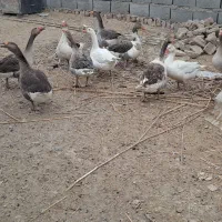 بوقلمون وغاز|حیوانات مزرعه|نیمروز, |دیوار