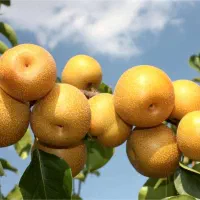 گلابی پرتغالی ، درخت گلابی ، نهال  گلخانه نهالستان