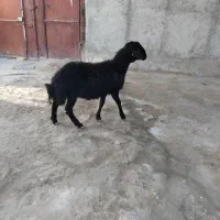 بره قوچ|حیوانات مزرعه|سردرود, |دیوار