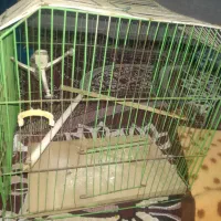 تخت وزغال ومنقل دست ساز 300تومان|کلکسیون و سرگرمی|خرمشهر, |دیوار