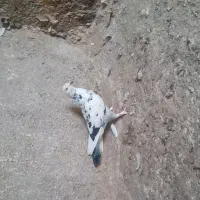 حراج ۱۳ تا کفتر خوب و بد زیر قیمت|حراج|قرچک, ولی آباد|دیوار