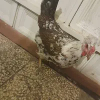 مرغ گلین تخمگذار|حیوانات مزرعه|شیراز, شهرک والفجر|دیوار