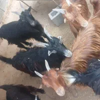 کهره نر و ماده