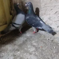 جفت‌نروماده‌