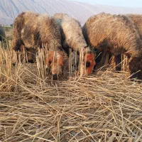 میش بختیاری