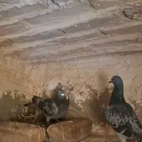 مسافتی|پرنده|آبکوه, |دیوار