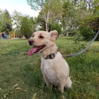 واگذاری سگ اشتپز