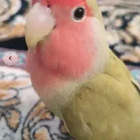 گمشده کوتوله برزیلی
