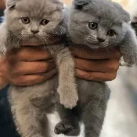 گربه اسکاتیش بریتیش مجموعه میولند|گربه|مشهد, الهیه|دیوار